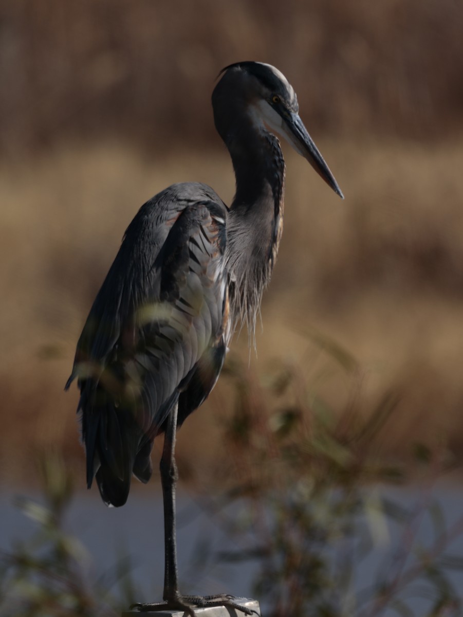 Great Blue Heron - ML625970731