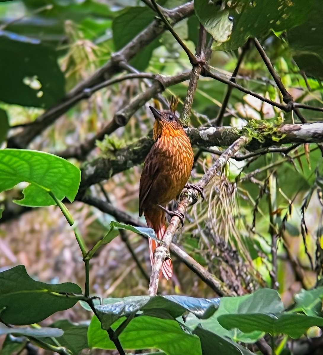 Streak-breasted Treehunter - ML625970773