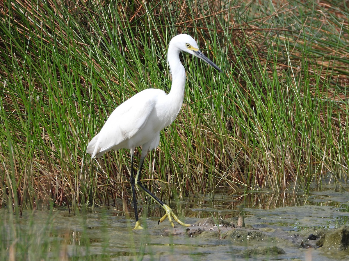 Snowy Egret - ML625970841