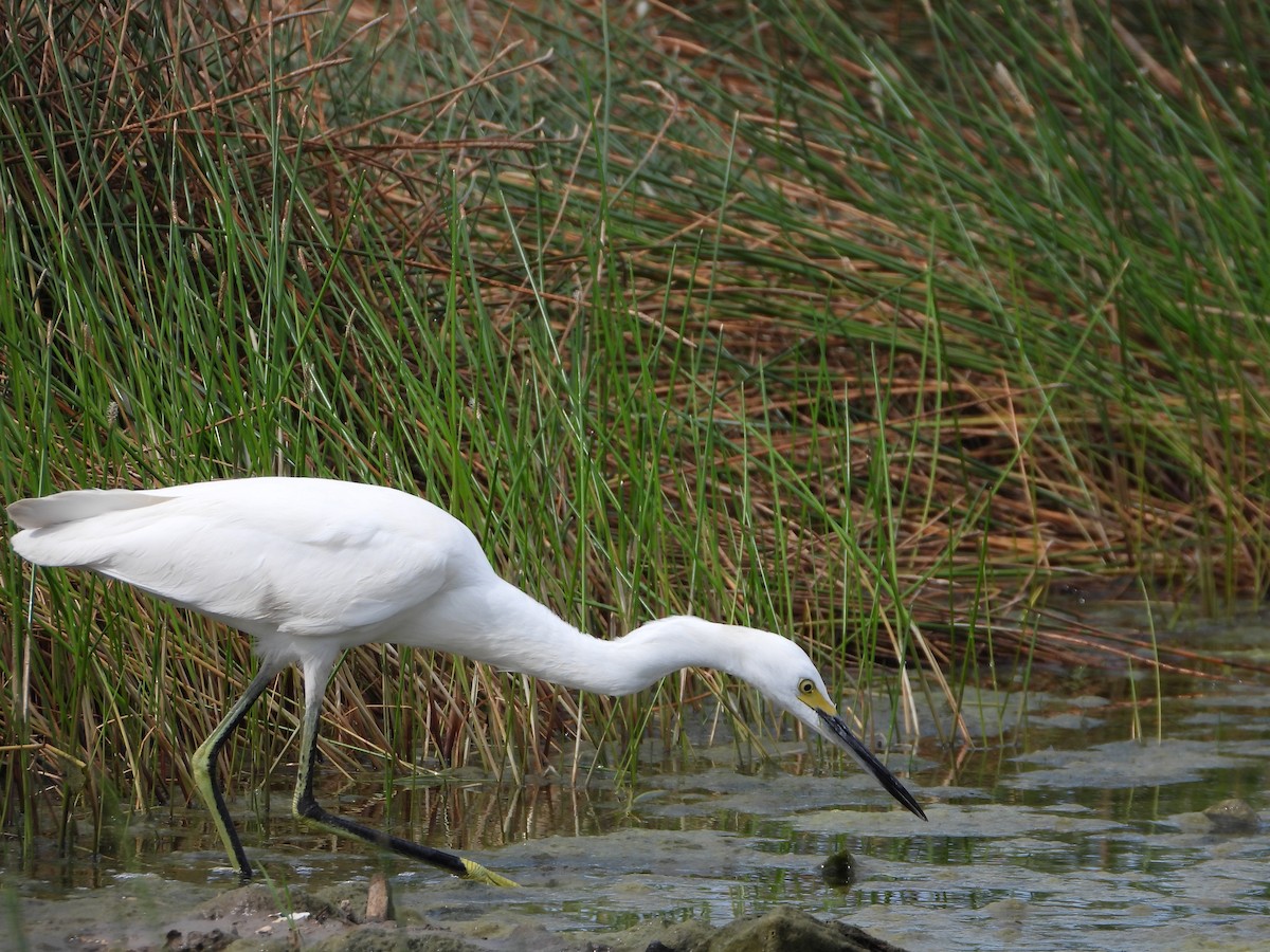 Snowy Egret - ML625970844