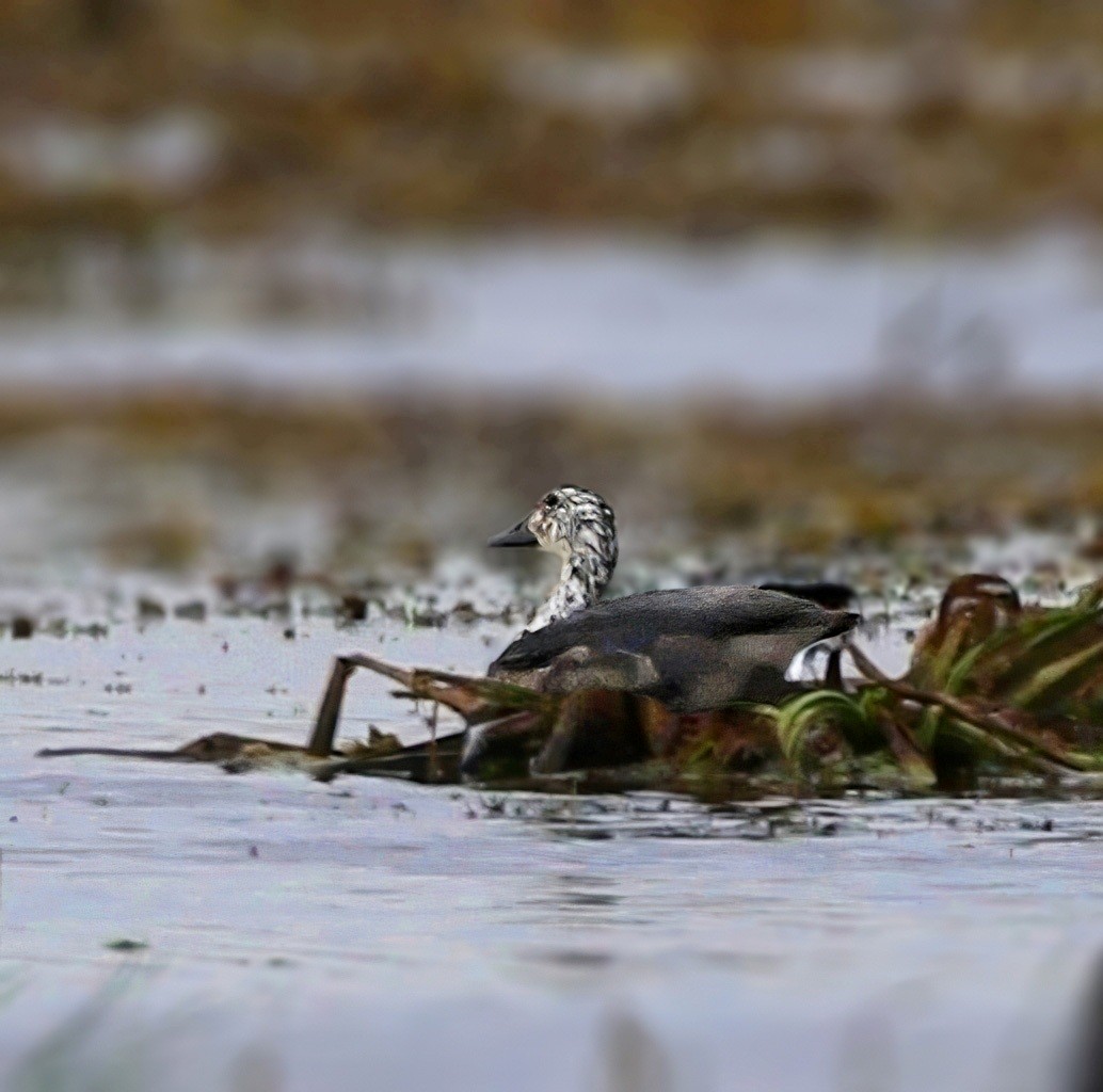 Comb Duck - ML625971013