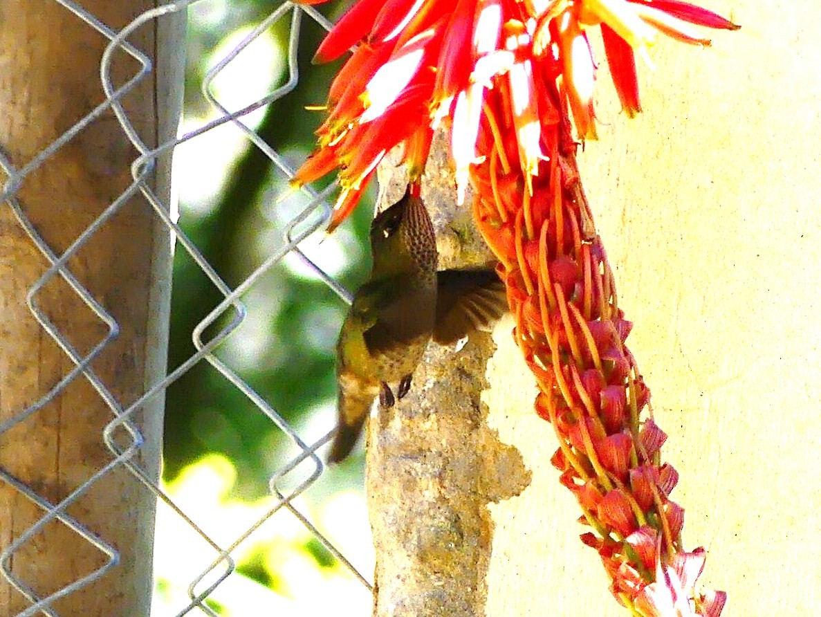 Green-backed Firecrown - ML625971025