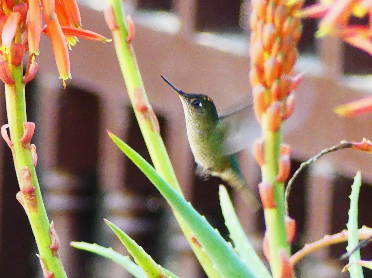 Green-backed Firecrown - ML625971026