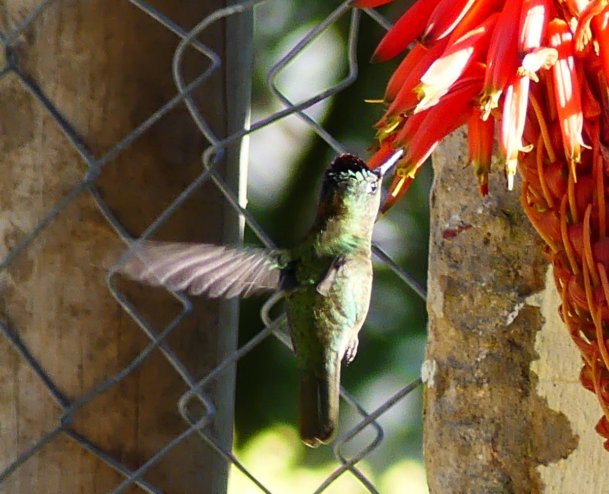 Green-backed Firecrown - ML625971027