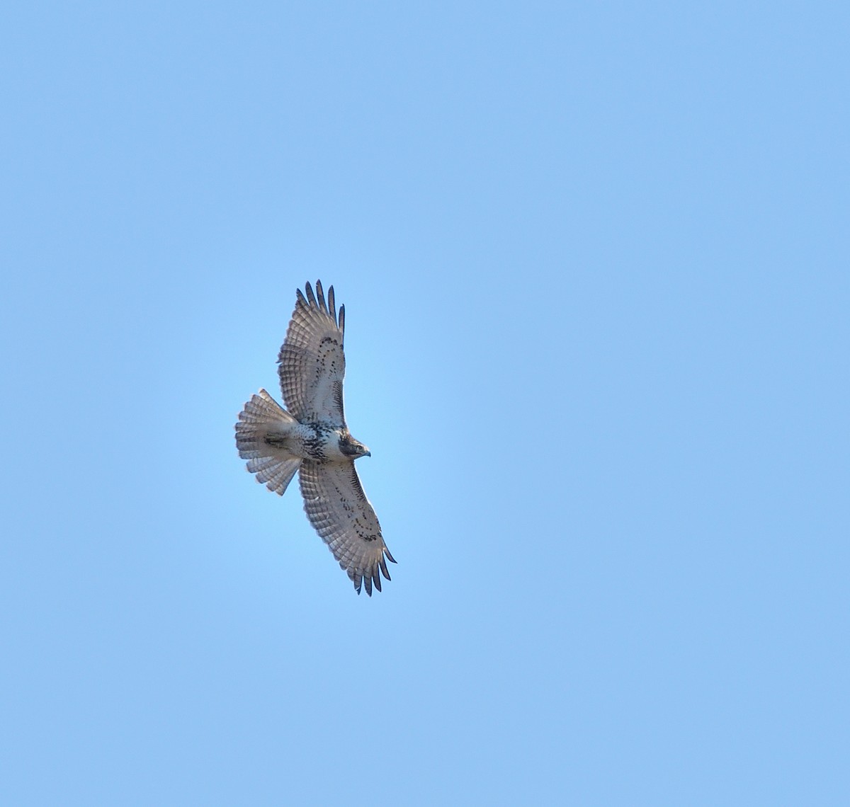 Red-tailed Hawk - ML625971215