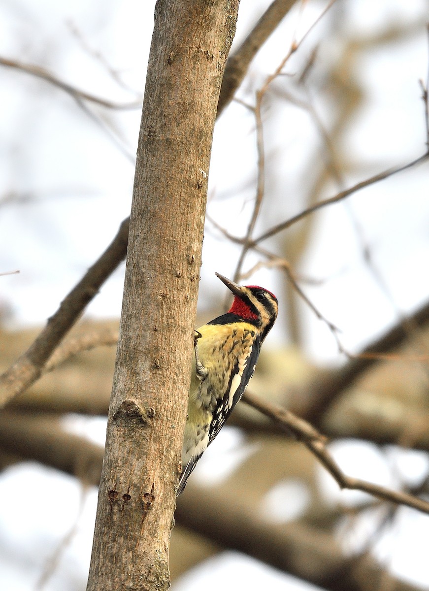 Yellow-bellied Sapsucker - ML625971223