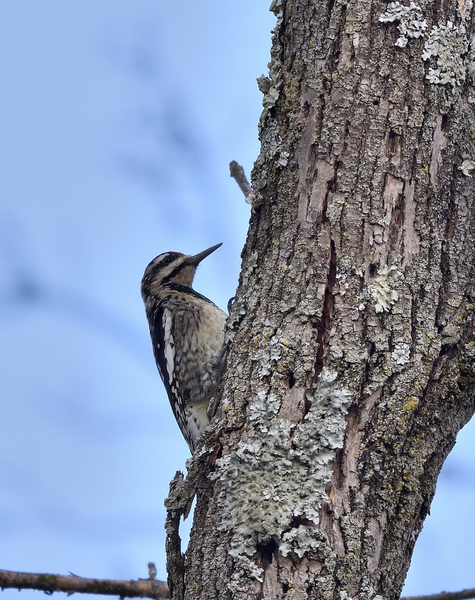 Yellow-bellied Sapsucker - ML625971224