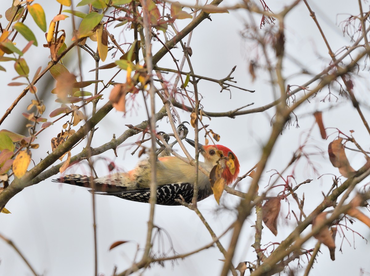 Red-bellied Woodpecker - ML625971246