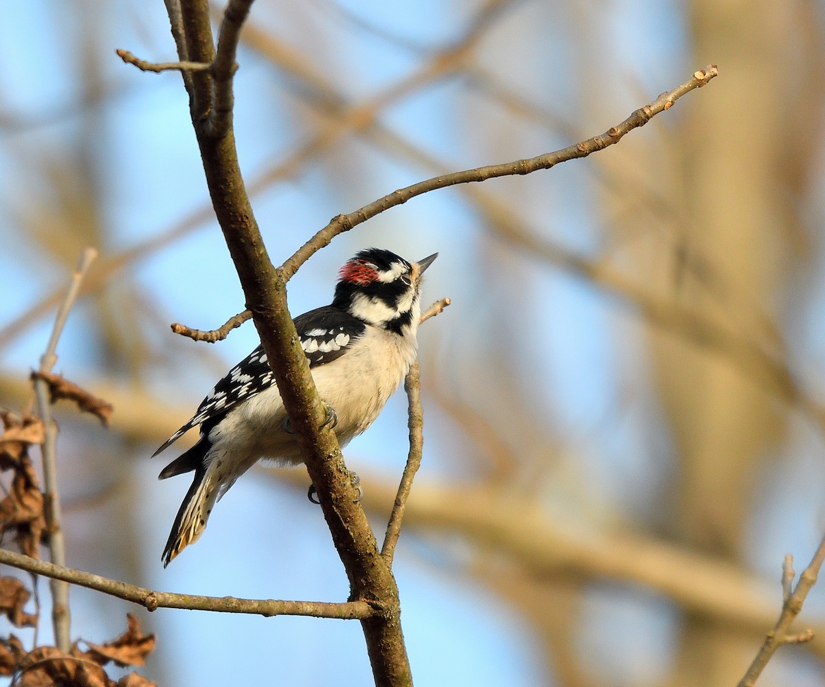 Downy Woodpecker - ML625971254