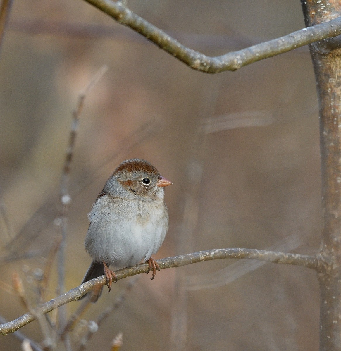 Field Sparrow - ML625971259