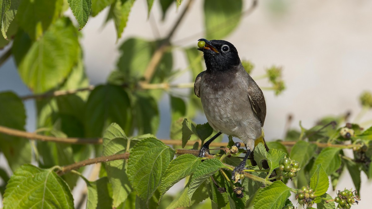 White-spectacled Bulbul - ML625971577