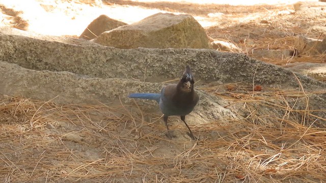 Steller's Jay - ML625971789