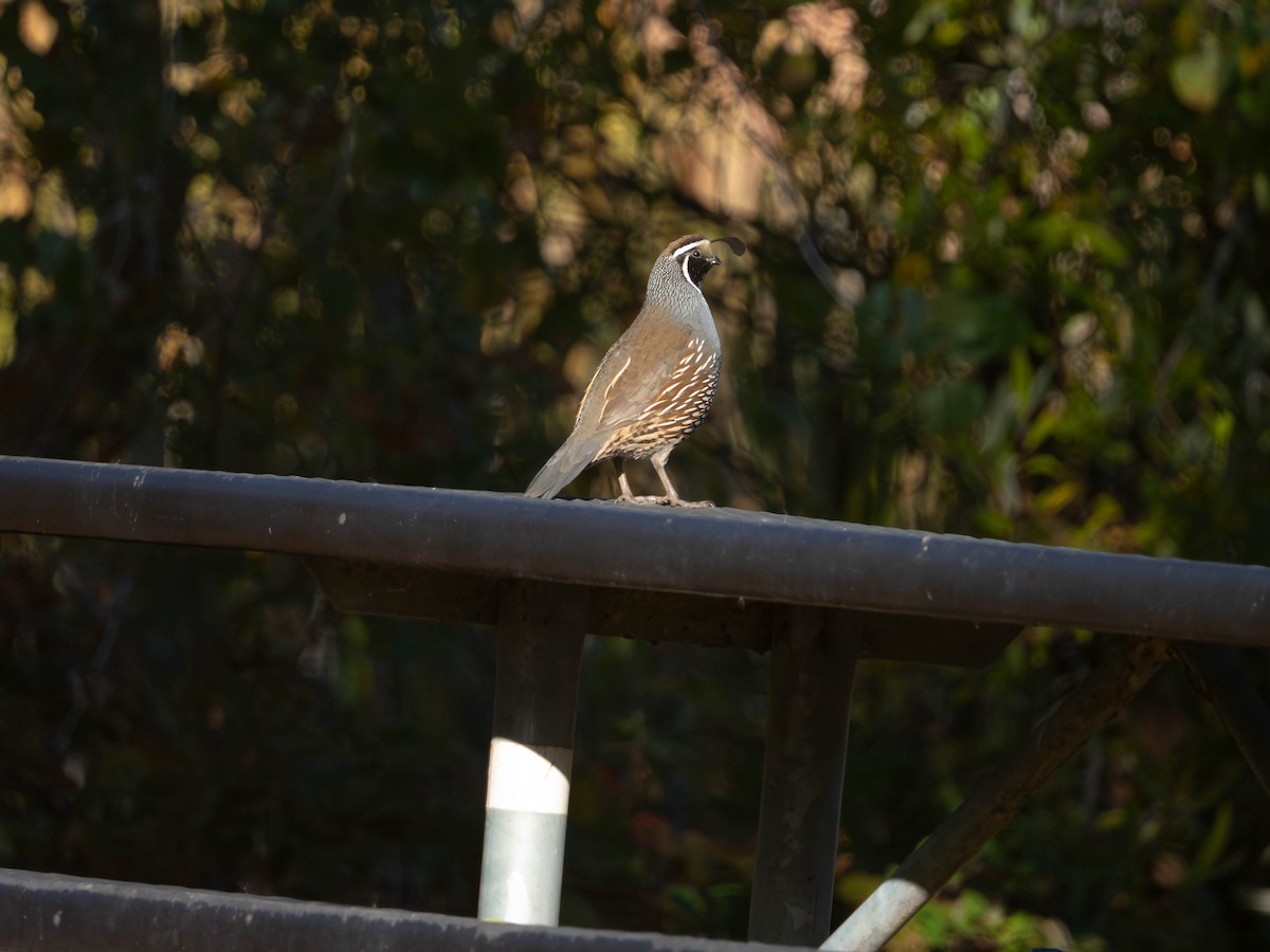 California Quail - ML625971820