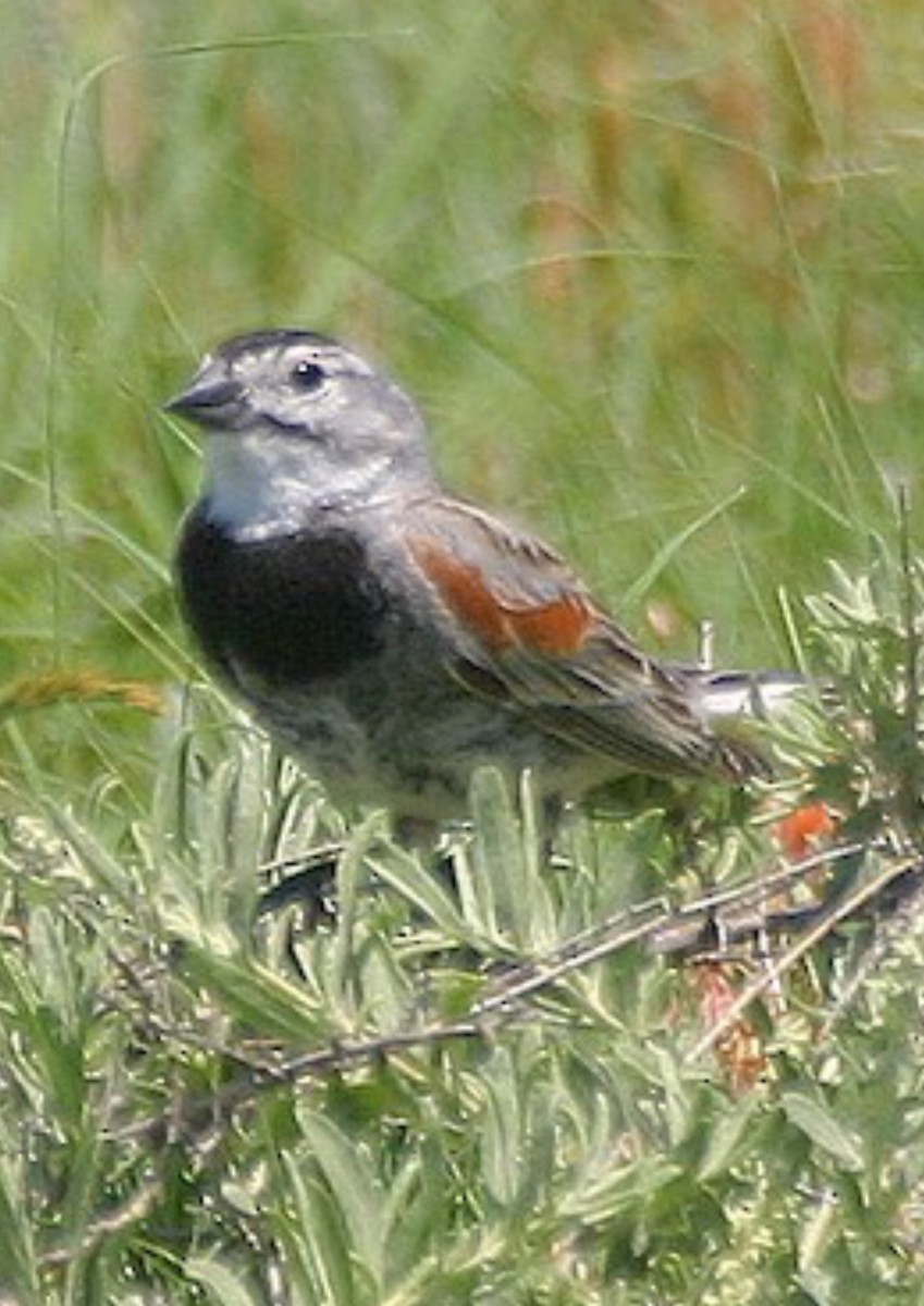 Thick-billed Longspur - ML625971832