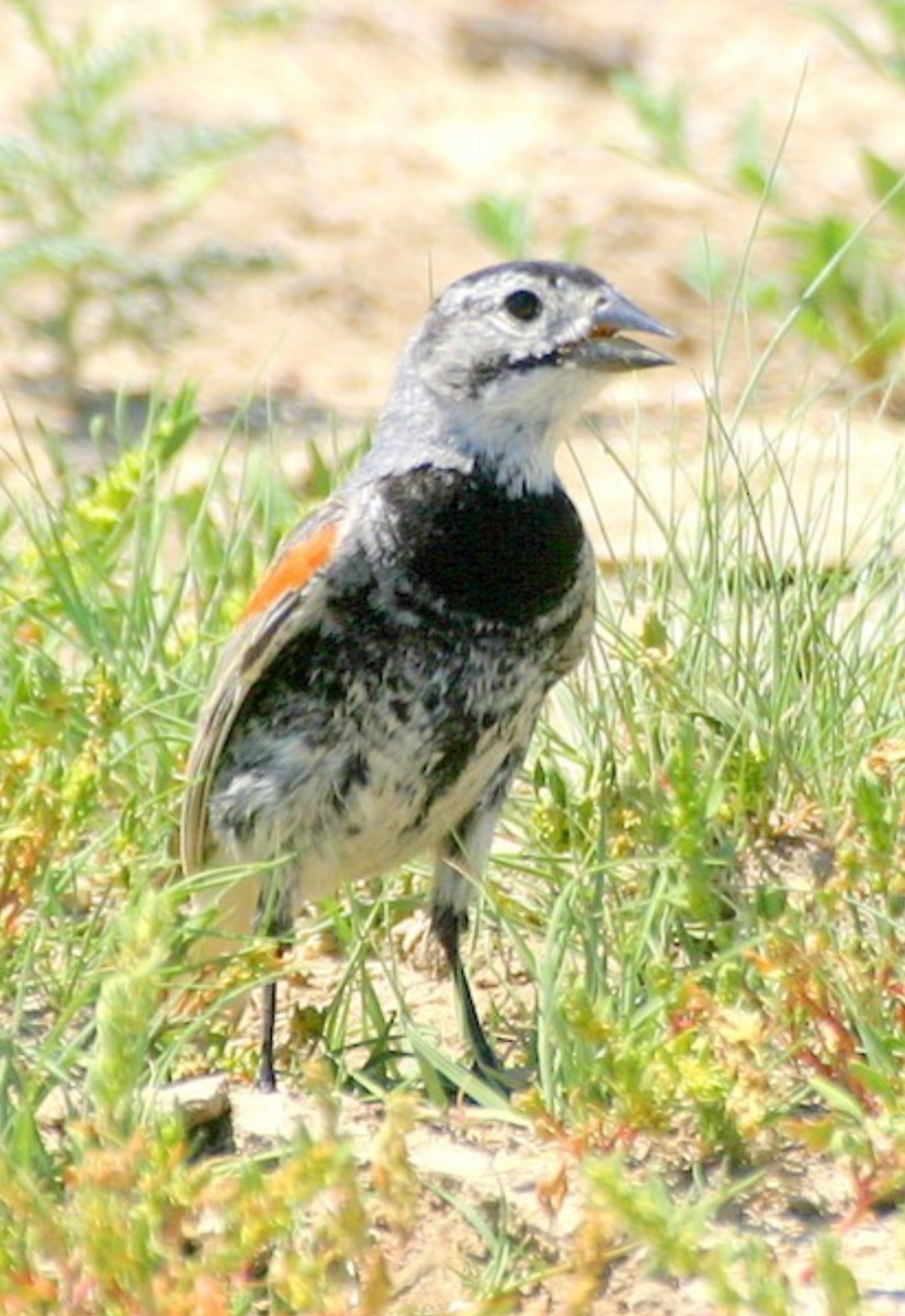 Thick-billed Longspur - ML625971833