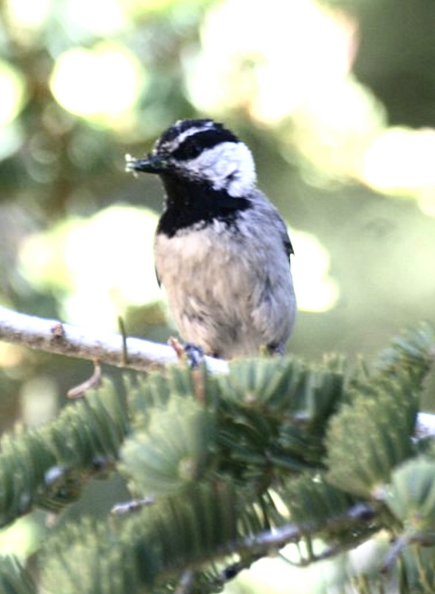 Mountain Chickadee - ML625971960