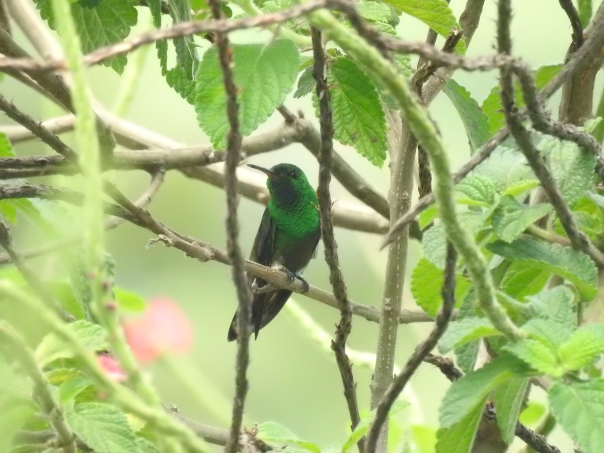 Green-bellied Hummingbird - ML625972079