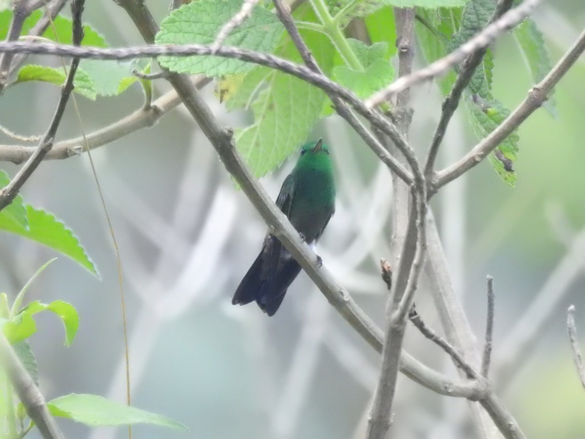 Green-bellied Hummingbird - ML625972080