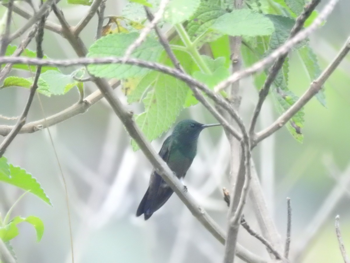 Green-bellied Hummingbird - ML625972081