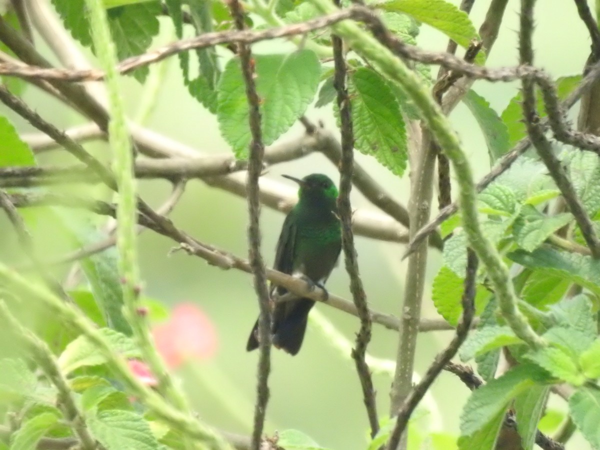 Green-bellied Hummingbird - ML625972082