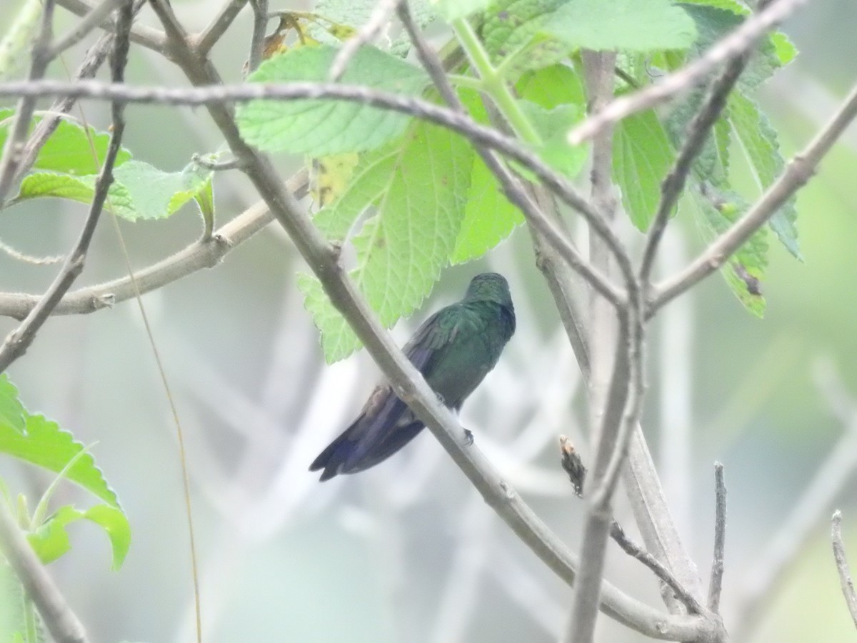 Green-bellied Hummingbird - ML625972083