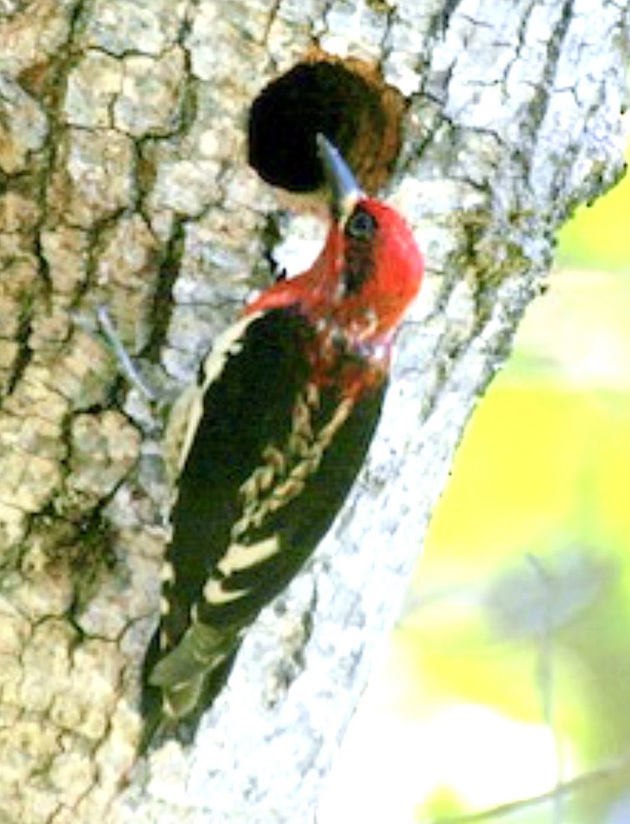 Red-breasted Sapsucker - ML625972139