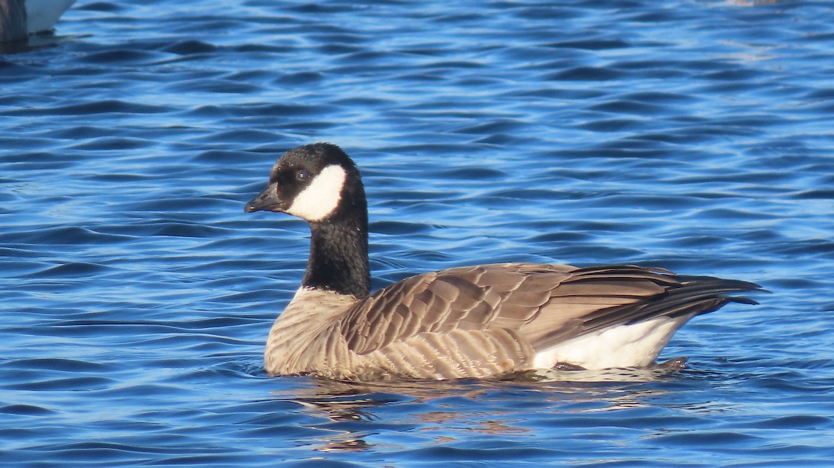 Cackling Goose - ML625972153