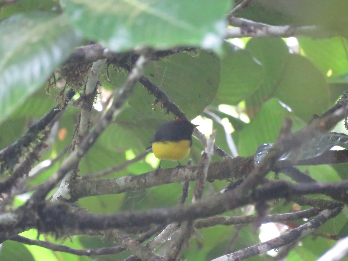 Slate-throated Redstart - ML625972184