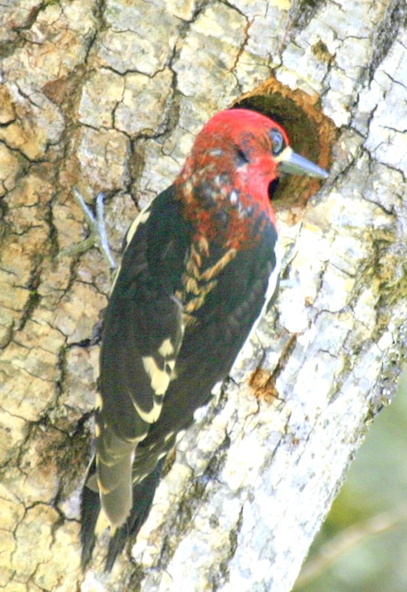 Red-breasted Sapsucker - ML625972217