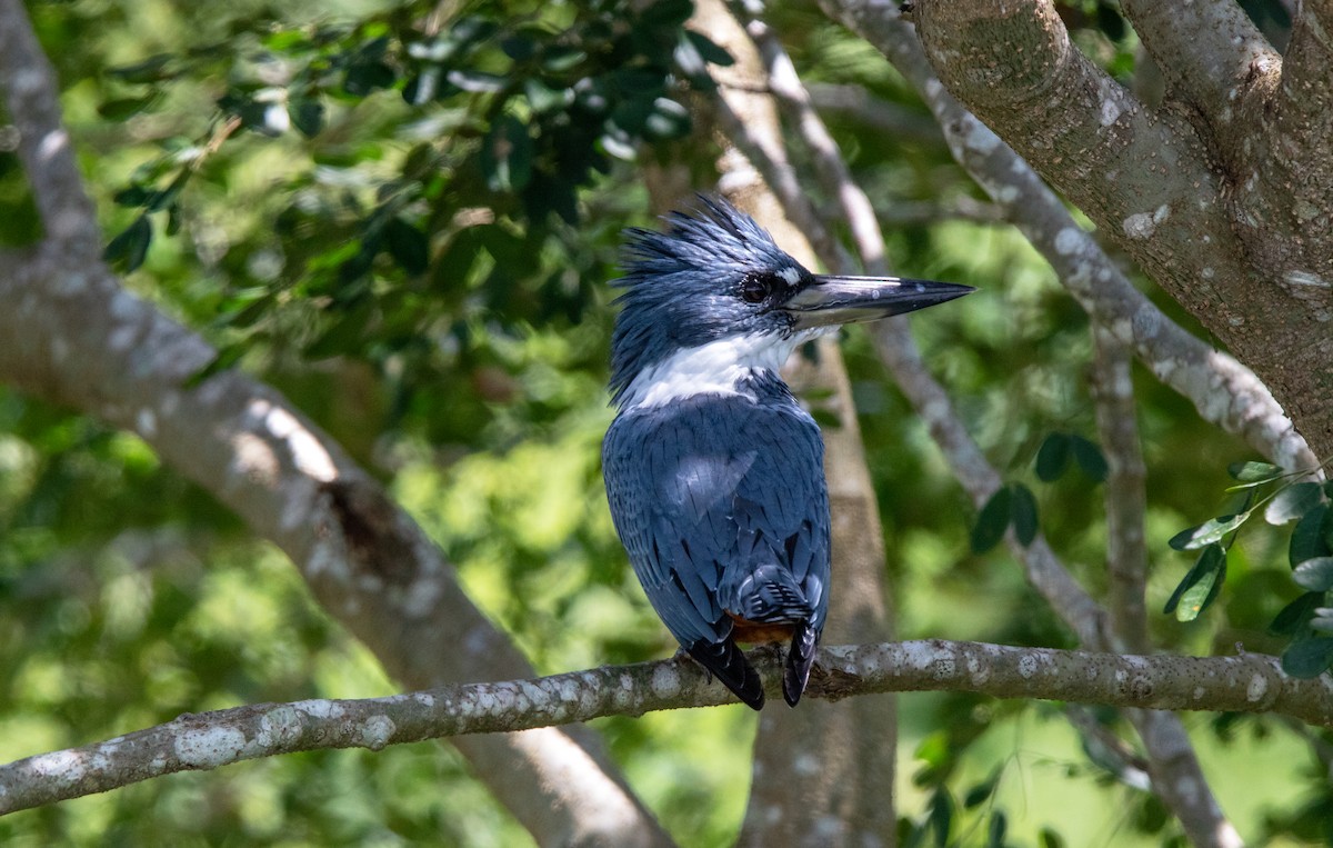 Ringed Kingfisher - ML625972258