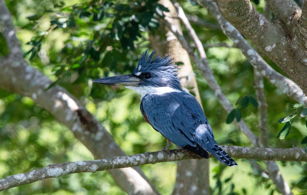 Ringed Kingfisher - ML625972260