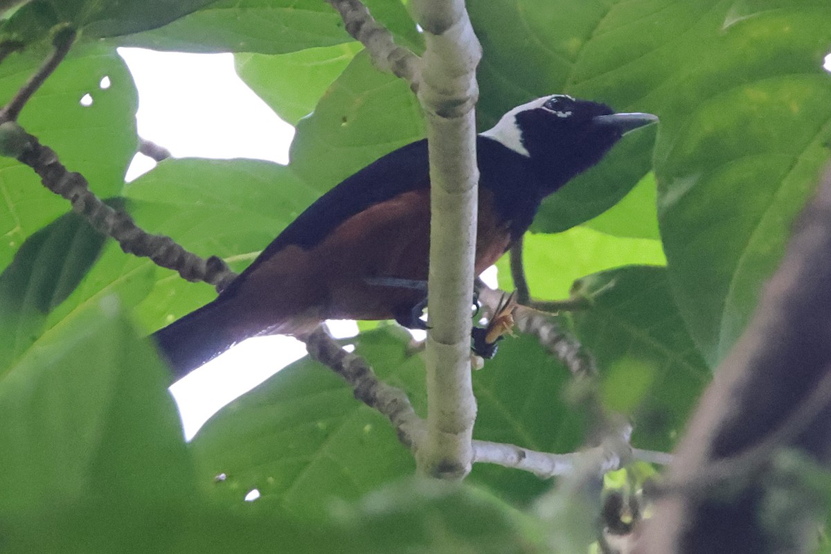 White-capped Monarch - ML625972577