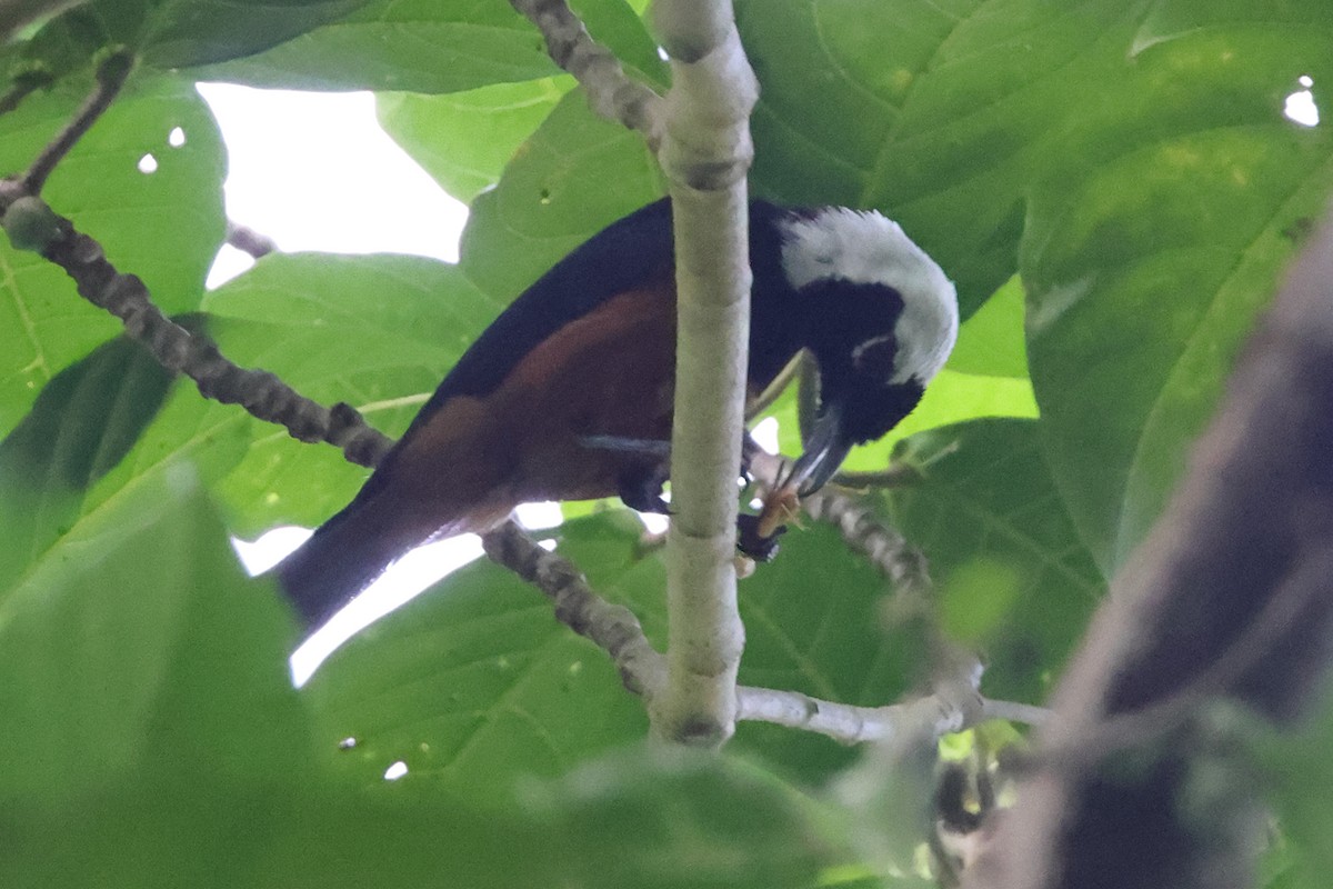 White-capped Monarch - ML625972579