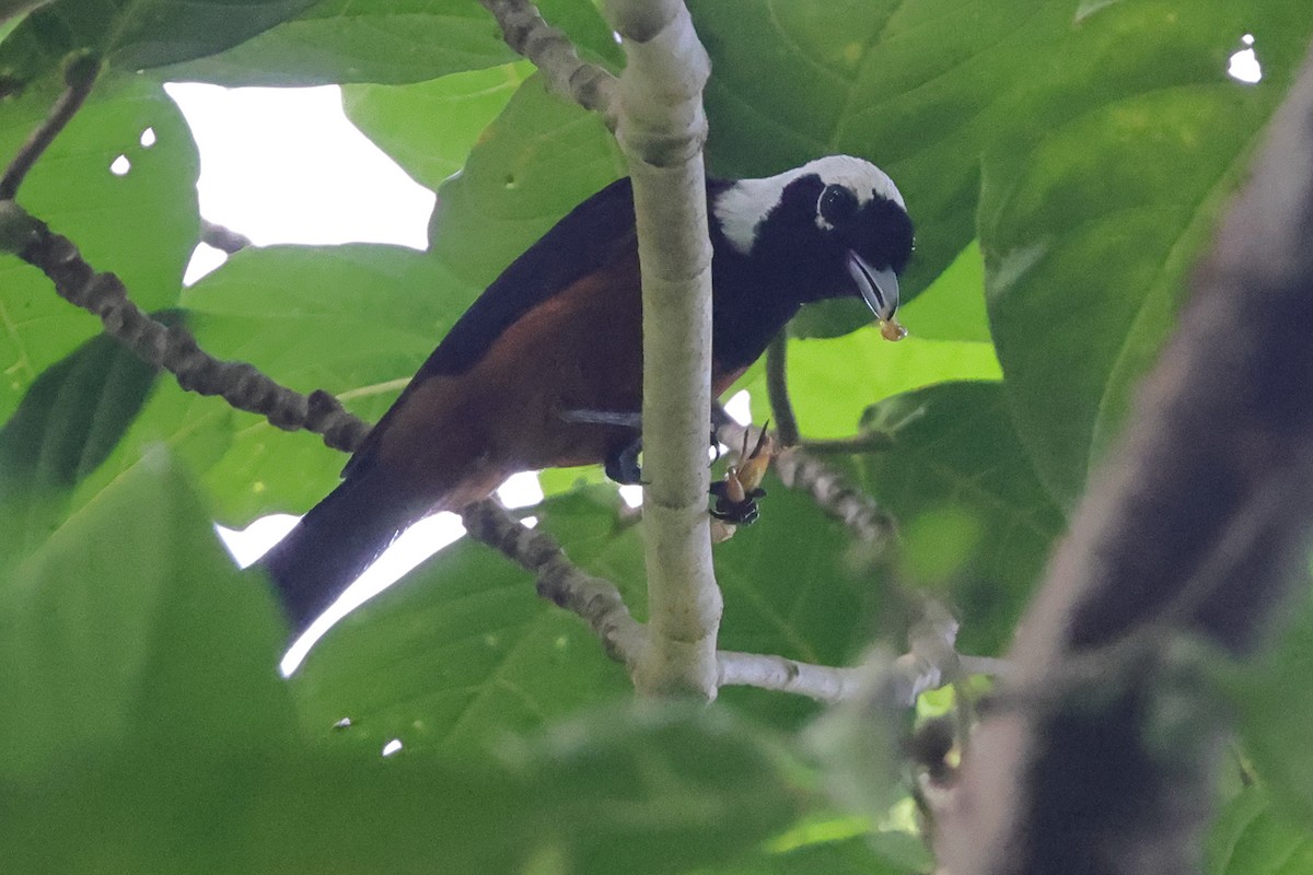 White-capped Monarch - ML625972580