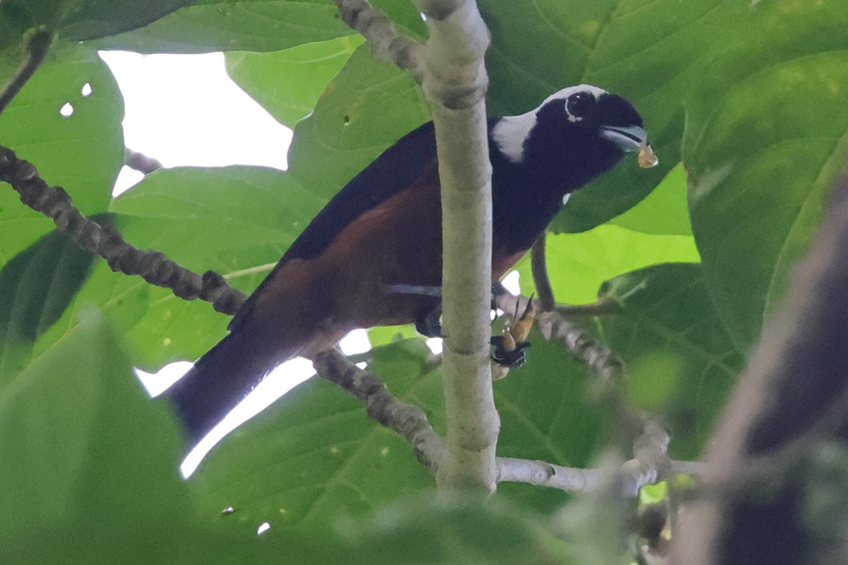 White-capped Monarch - ML625972583