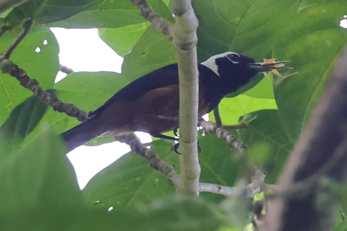 White-capped Monarch - ML625972585