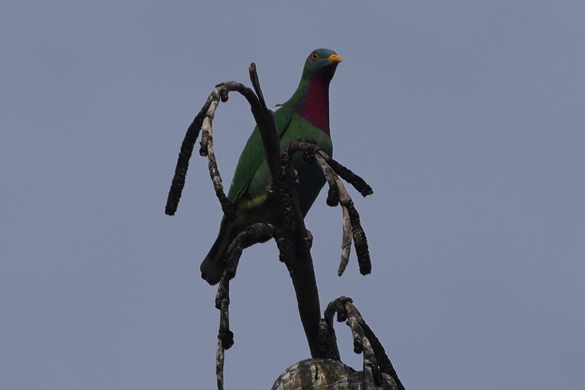 Claret-breasted Fruit-Dove - ML625972603