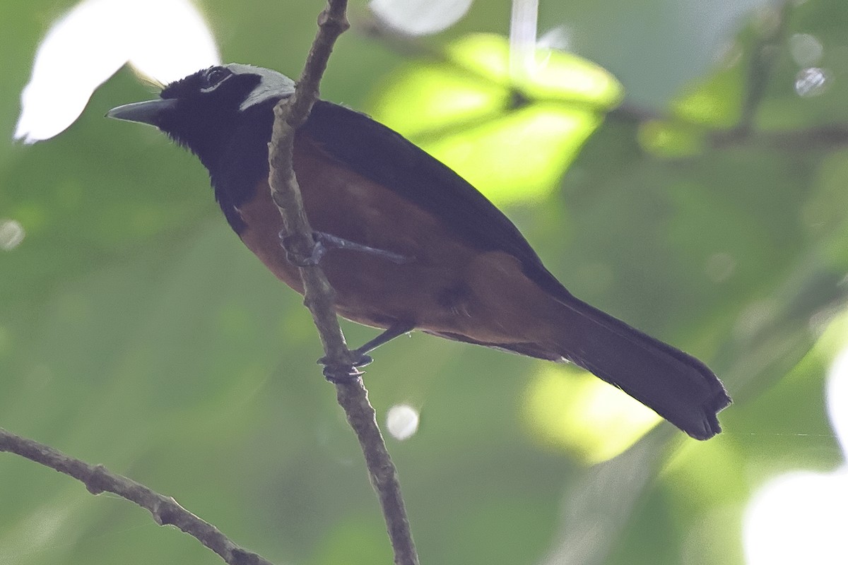 White-capped Monarch - ML625972684