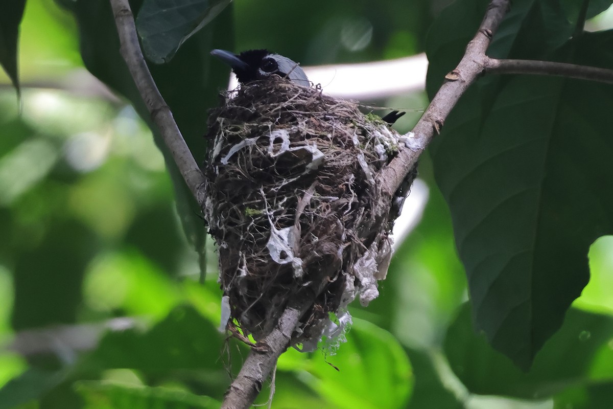 White-capped Monarch - ML625972737