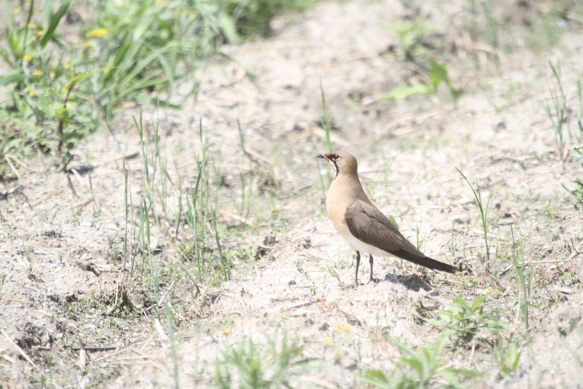 Oriental Pratincole - ML625972786