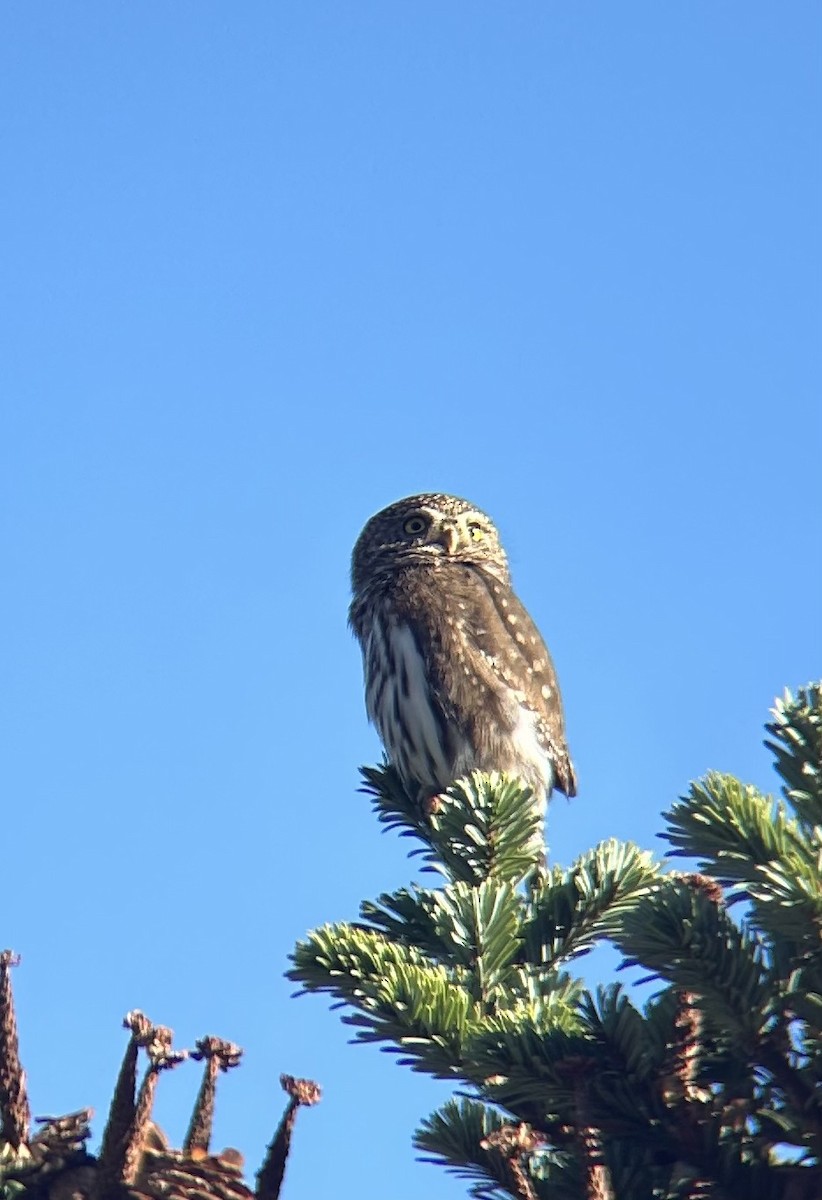 Northern Pygmy-Owl - ML625973195