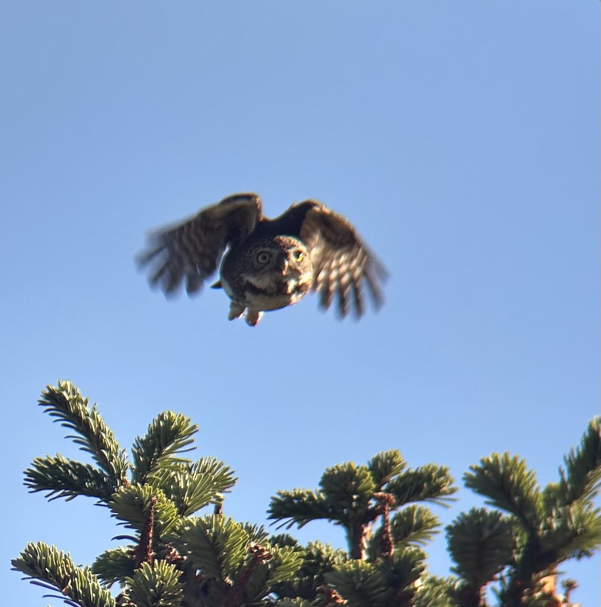 Northern Pygmy-Owl - ML625973196