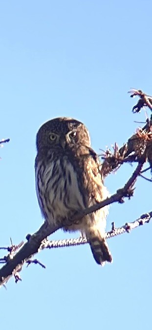 Northern Pygmy-Owl - ML625973197