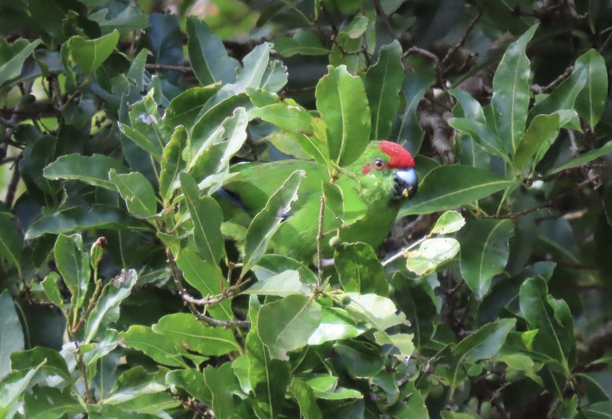 Norfolk Island Parakeet - ML625973210