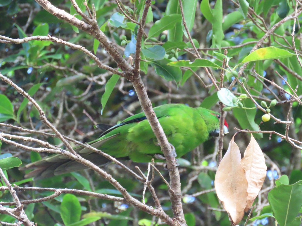 Norfolk Island Parakeet - ML625973211