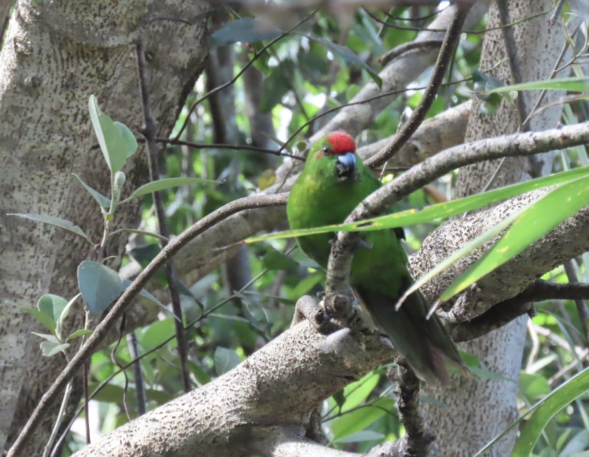 Norfolk Island Parakeet - ML625973262