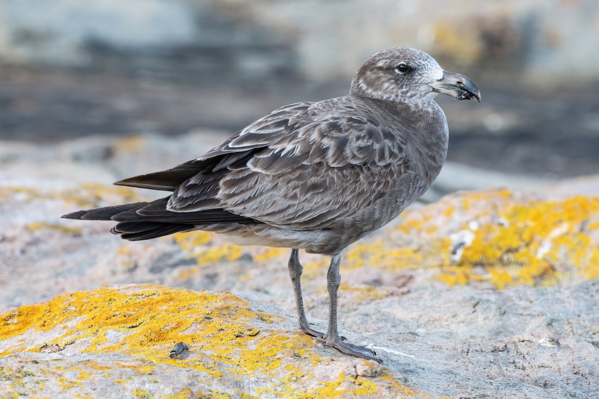 Pacific Gull - ML625973265