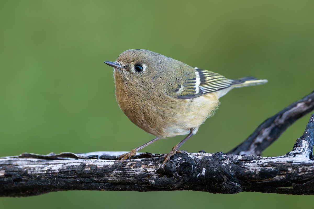 Ruby-crowned Kinglet - ML625973498