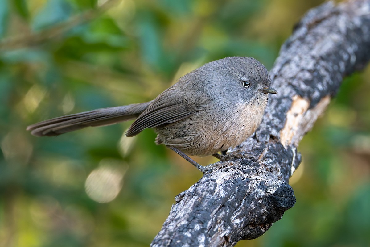 Wrentit - ML625973505