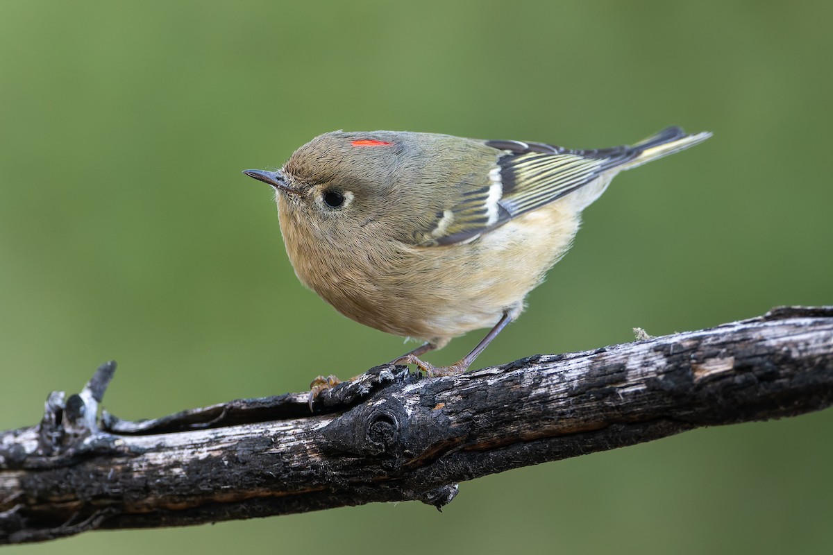 Ruby-crowned Kinglet - ML625973531